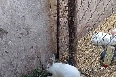Samiec mieszaniec zamienię lub sprzedam