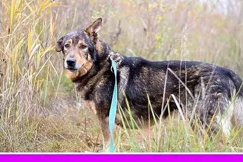 30kg,starszy,przyjazny pies DŻEKI prosi o ciepły kat na zimę.ADOPCJA,  małopolskie Kraków