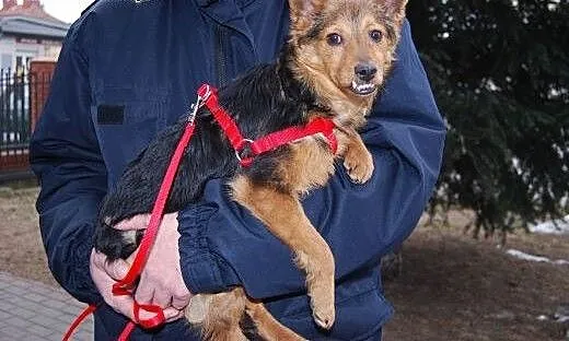 Mikulek-zębulek do adopcji, mazowieckie Warszawa