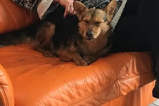 Mikulek-zębulek do adopcji,  mazowieckie Warszawa