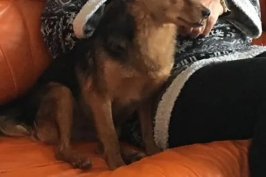 Mikulek-zębulek do adopcji,  mazowieckie Warszawa