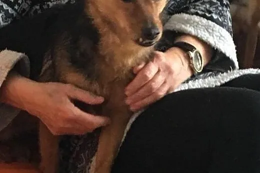 Mikulek-zębulek do adopcji,  mazowieckie Warszawa