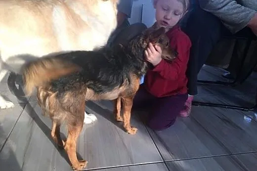 Mikulek-zębulek do adopcji,  mazowieckie Warszawa
