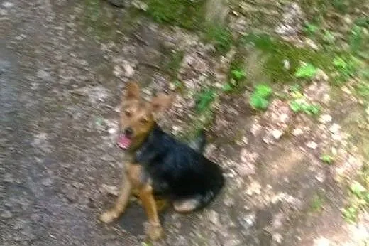 Mikulek-zębulek do adopcji,  mazowieckie Warszawa