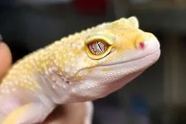 Kupię młodą samiczke gekona lamparciego albino z tego roku