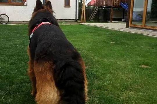 Owczarek Niemiecki Długowłosy, Lubelskie, Kock