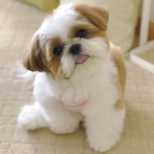 Urocze szczenięta Shih Tzu są już gotowe na nowe domy.