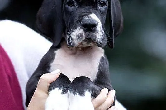 Czarny piesek dog niemiecki – FCI, importowane linie, 10 tygodni, Mazowieckie, Mszczonów