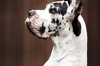 Czarny piesek dog niemiecki – FCI, importowane linie, 10 tygodni, Mazowieckie, Mszczonów