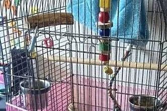 Barwinka bialo brzucha 1.5 samica, Wielkopolskie, Komorniki