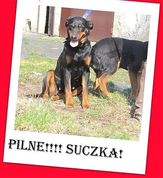 Bardzo PILNE!Suczka o anielskim charakterze,groźba