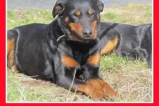 Bardzo PILNE!Suczka o anielskim charakterze,groźba