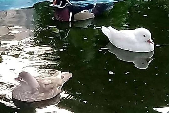 Kaczki karolinki para, Małopolskie, Skała