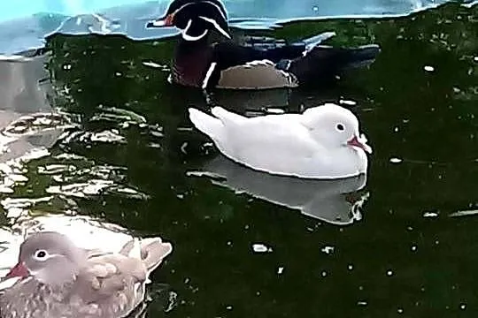 Kaczki karolinki para, Małopolskie, Skała