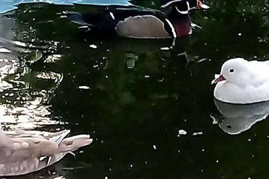 Kaczki karolinki para, Małopolskie, Skała