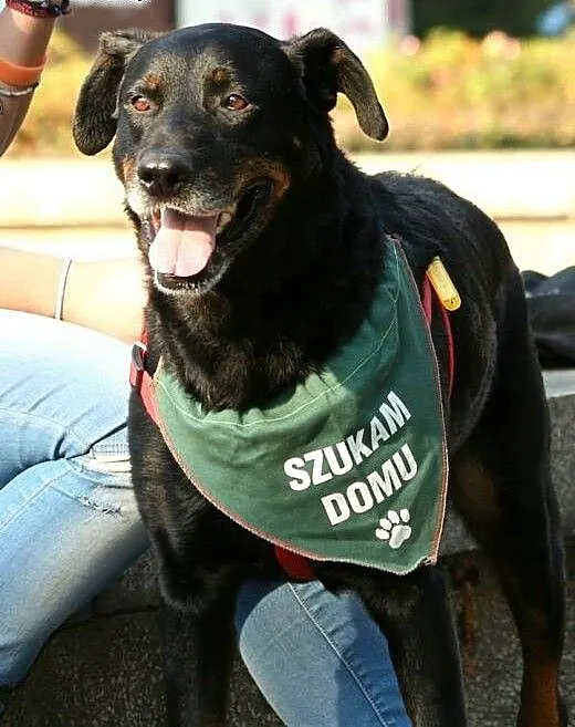 Przyjacielski Velvet mieszaniec rottweilera, doln