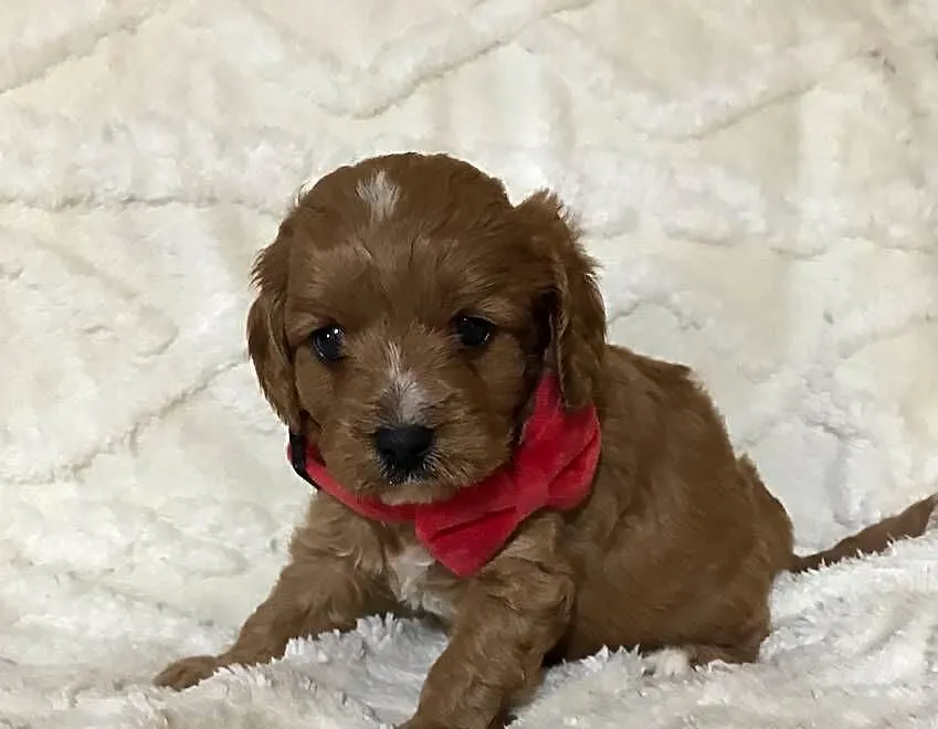 Cavapoo szczeniaki red bardzo ładne, Dolnośląskie, Bielany Wrocławskie
