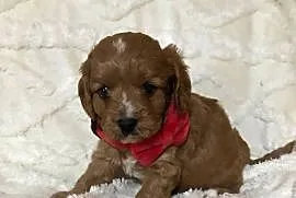 Cavapoo szczeniaki red bardzo ładne