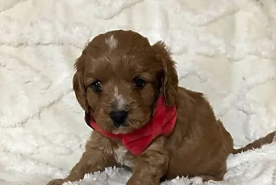 Cavapoo szczeniaki red bardzo ładne, Dolnośląskie, Bielany Wrocławskie
