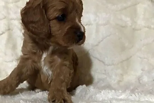 Cavapoo szczeniaki red bardzo ładne, Dolnośląskie, Bielany Wrocławskie