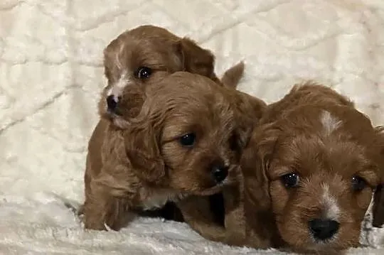 Cavapoo szczeniaki red bardzo ładne, Dolnośląskie, Bielany Wrocławskie