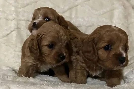 Cavapoo szczeniaki red bardzo ładne, Dolnośląskie, Bielany Wrocławskie