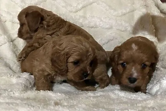 Cavapoo szczeniaki red bardzo ładne, Dolnośląskie, Bielany Wrocławskie