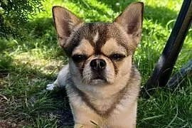 Krótkowłosy reproduktor chihuahua ZKwP FCI