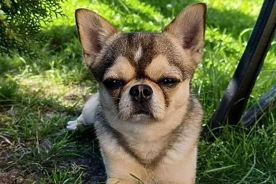 Krótkowłosy reproduktor chihuahua ZKwP FCI