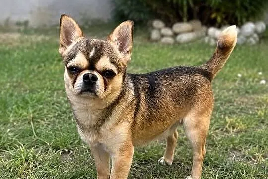 Krótkowłosy reproduktor chihuahua ZKwP FCI, Zachodniopomorskie, Świnoujście