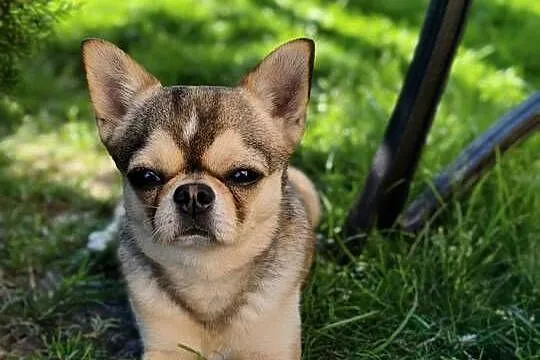 Krótkowłosy reproduktor chihuahua ZKwP FCI, Zachodniopomorskie, Świnoujście