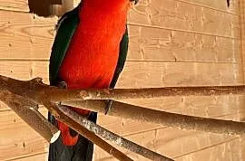 Papuga królewska szkarłatki , Wodzisław Śląski