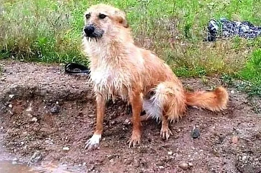 Fifi - złotowłosa, niezwykła suczka :),  warmińsko