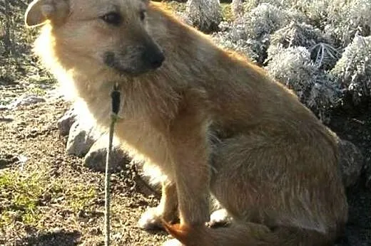 Fifi - złotowłosa, niezwykła suczka :),  warmińsko