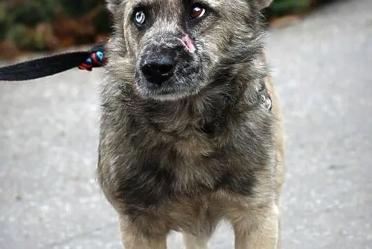 FERO - skradnie Twoje serce miłością szczerą!