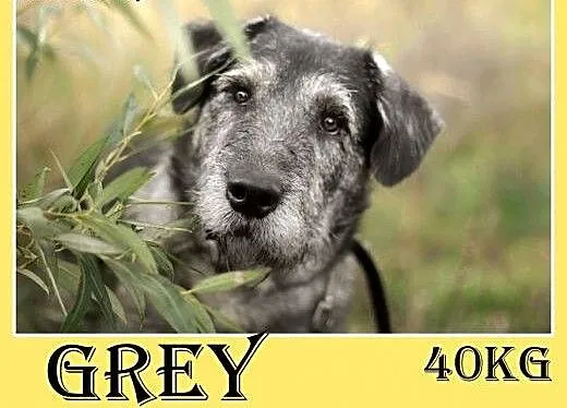 40kg,młody,1 rok,sznaucer olbrzym mix,wierny, odwa