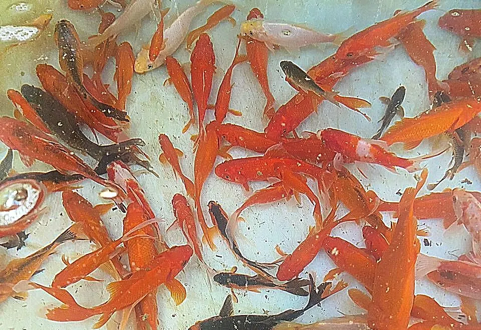 KARAŚ DO OCZKA WODNEGO, Małopolskie, Łęg Tarnowski