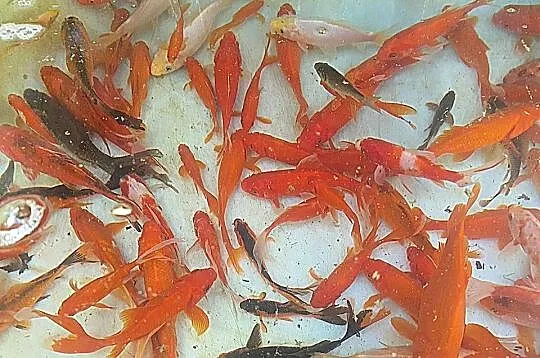 KARAŚ DO OCZKA WODNEGO, Małopolskie, Łęg Tarnowski