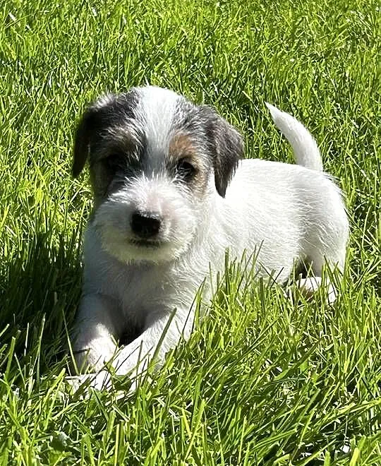 Parson Russell Terrier szczenięta, Wielkopolskie, Gostyń