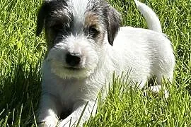Parson Russell Terrier szczenięta