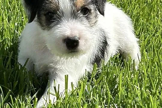 Parson Russell Terrier szczenięta, Wielkopolskie, Gostyń