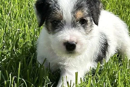 Parson Russell Terrier szczenięta, Wielkopolskie, Gostyń
