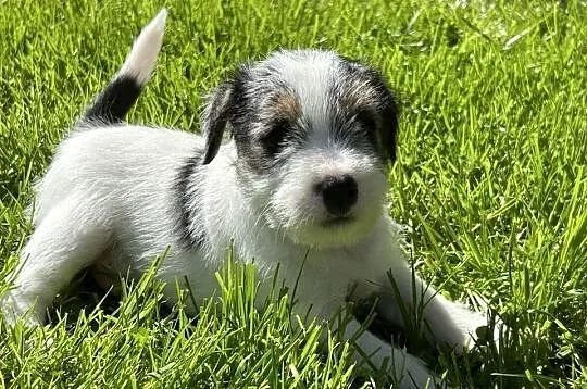 Parson Russell Terrier szczenięta, Wielkopolskie, Gostyń