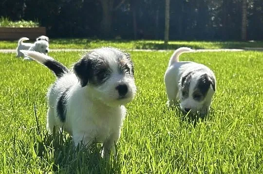 Parson Russell Terrier szczenięta, Wielkopolskie, Gostyń
