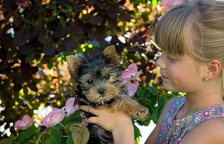 York yorkshire terrier szczenięta rodowód, Łódzkie, Łódź
