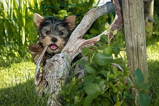 York yorkshire terrier szczenięta rodowód, Łódź