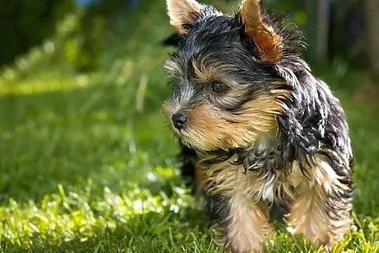 York yorkshire terrier szczenięta rodowód, Łódzkie, Łódź