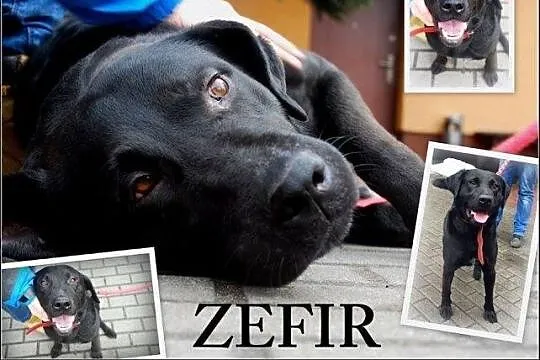 ZEFIR - młody, przyjazny psiak szuka domu