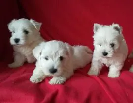 West highland white terrier-piesek/FCI/ sprzedam gotowy do nowego domu whtaspp +44 7535 295266 Wrocł