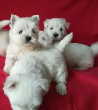 West highland white terrier-piesek/FCI/ sprzedam gotowy do nowego domu whtaspp +44 7535 295266 Wrocł, , Wrocław